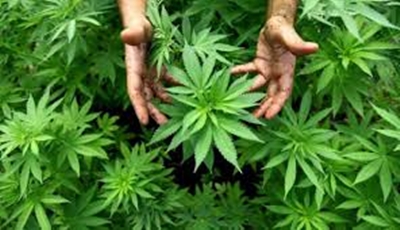 ¿ACTIVISTA O TRAFICANTE DE MARIHUANA?