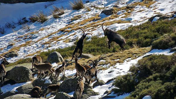 LAS CABRAS SEGUIRÁN TIRANDO AL MONTE…
