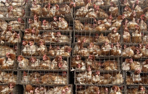 ¿QUIENES SON LOS ANIMALES?