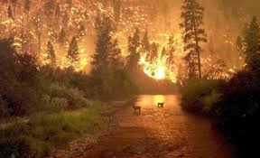 BIEN POR LOS RESULTADOS DEL PARTIDO ANIMALISTA, PERO DEL MEDIO AMBIENTE, DE LOS INCENDIOS, ¿QUÉ?