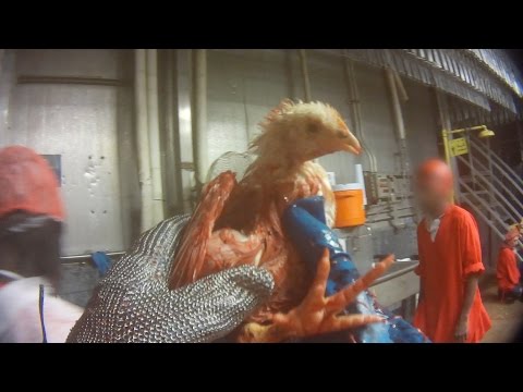 EL SALVAJISMO DEL HUMANO